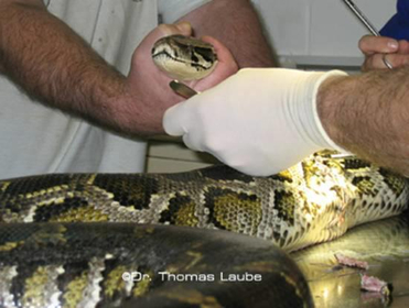 15 Kg schwerer Python mit einer schweren Hautverletzung