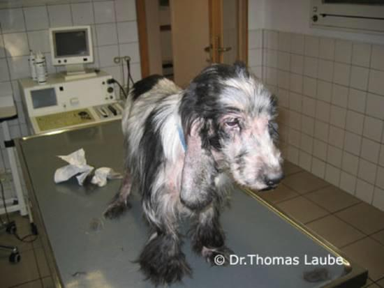 Cockerspanielhündin vom Tierschutz