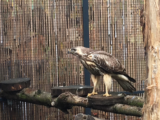 Kostenlose Wildtierversorgung – Tierarztpraxis Dr. Laube