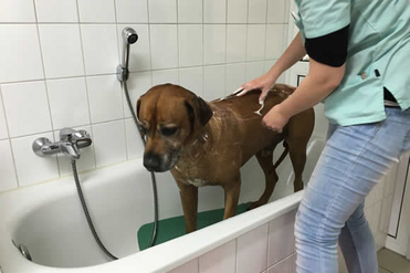 Trimmen und Baden